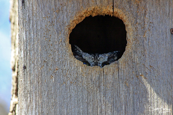 Peek-a-boo