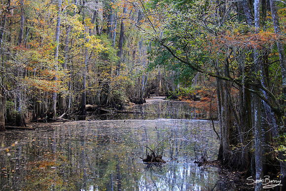 Goodson Lake, Francis Beilder Forest