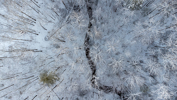 Winter Wonder Forest