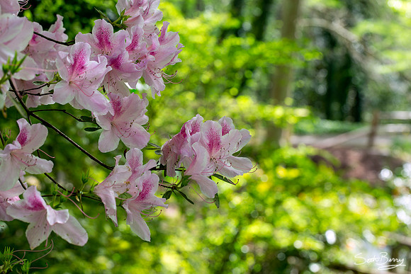 Pink Azaleas