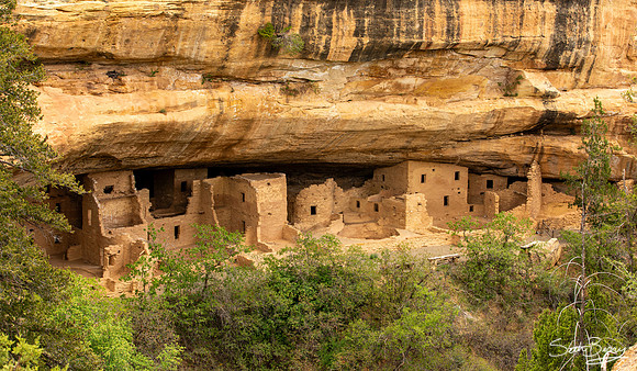 Spruce Tree House