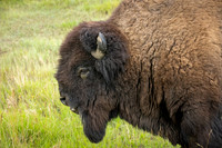 Theodore Roosevelt National Park