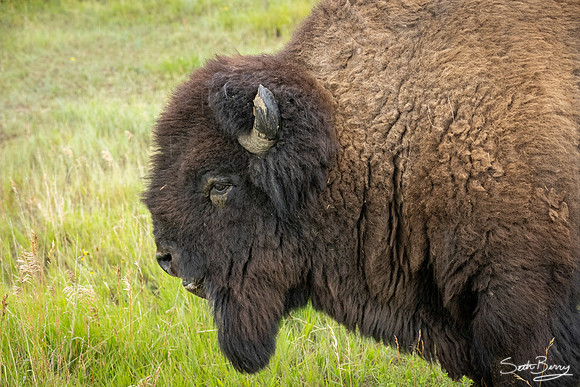 Theodore Roosevelt National Park