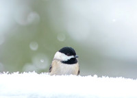 Snow Birds