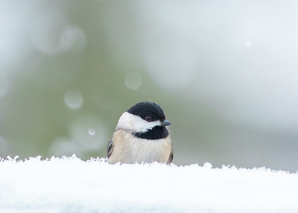 Snow Birds