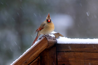 Snow Birds