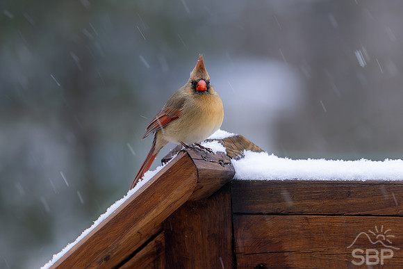 Snow Birds