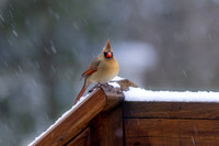 Snow Birds