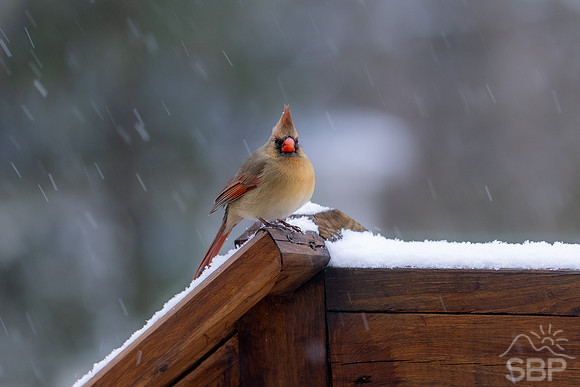 Snow Birds
