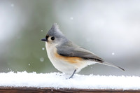 Snow Birds