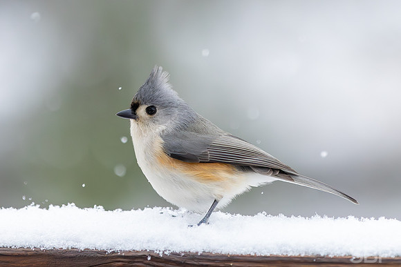 Snow Birds