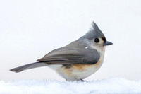 Snow Birds