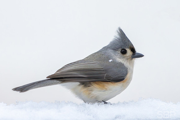 Snow Birds