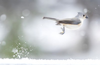 Snow Birds