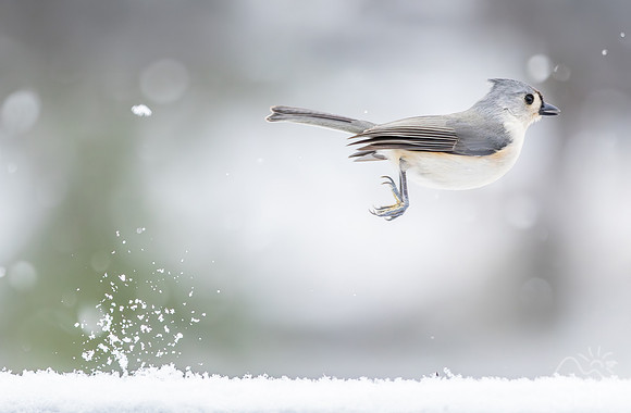 Snow Birds