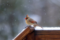 Snow Birds