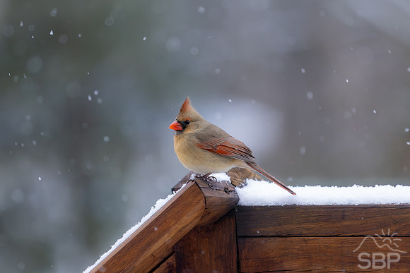 Snow Birds
