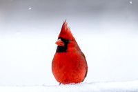 Snow Birds