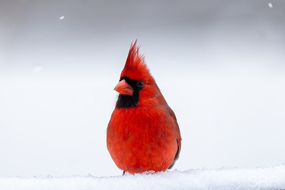 Snow Birds