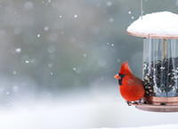 Snow Birds