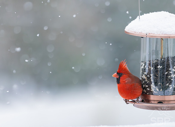 Snow Birds