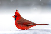 Snow Birds