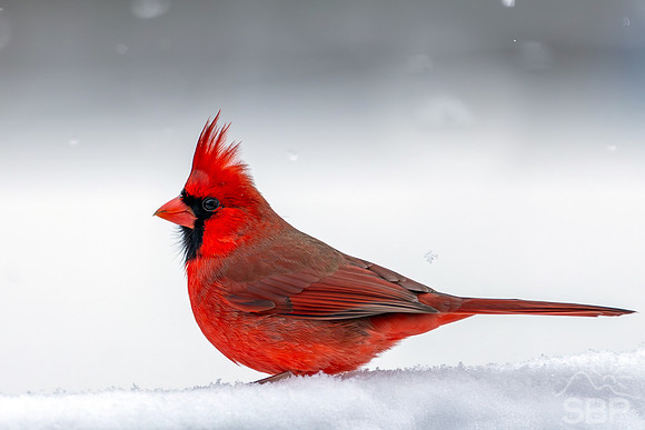 Snow Birds