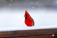 Snow Birds