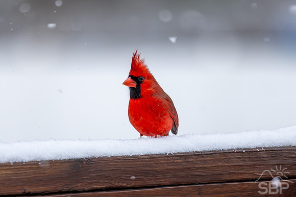 Snow Birds