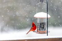 Snow Birds