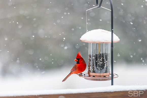Snow Birds