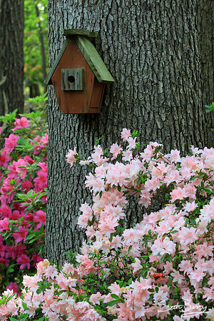 Spring Flowers