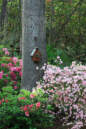 Flower Yard