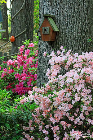 Spring Time