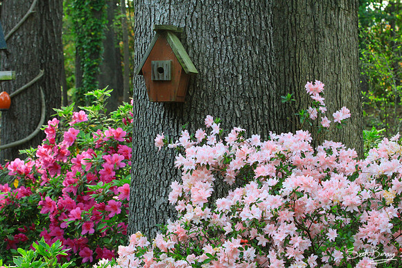 Spring Time