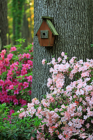 Azaleas