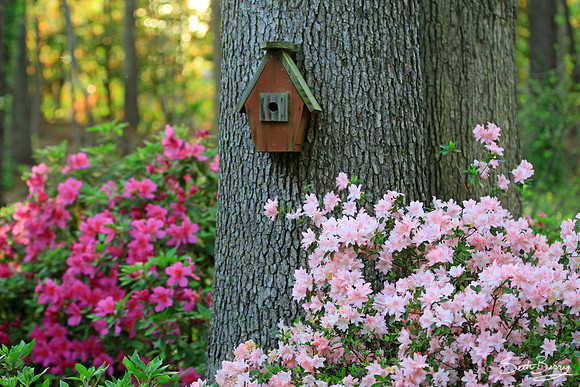 Spring Time
