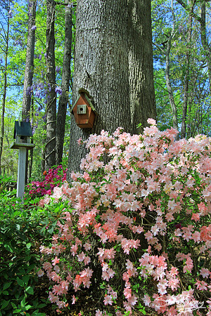 Azalea Yard