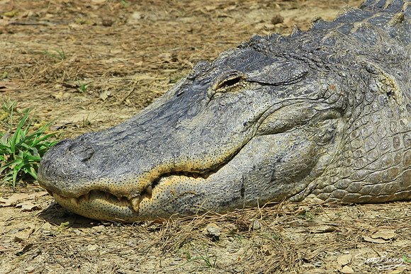 Alligator