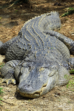 Alligator