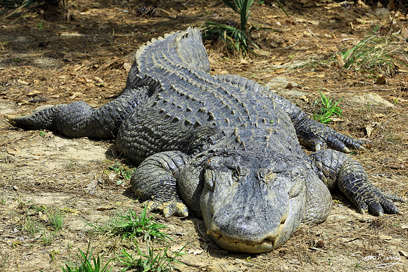 Alligator