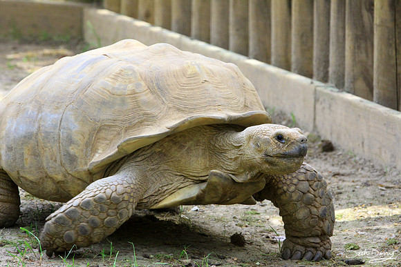 Galapagos Tortoises