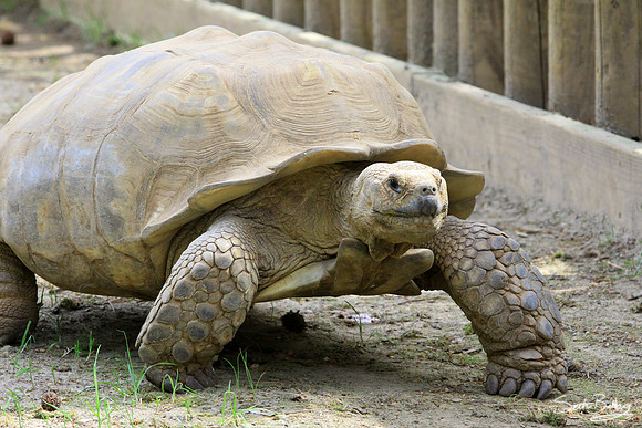 Galapagos Tortoises