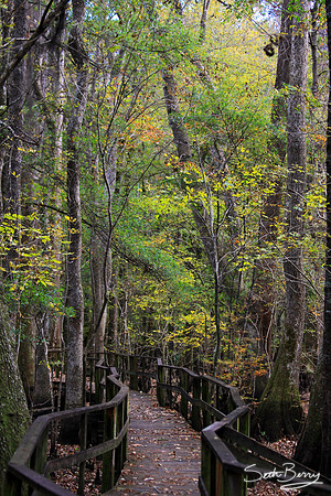 Francis Beilder Forest Boardwalk
