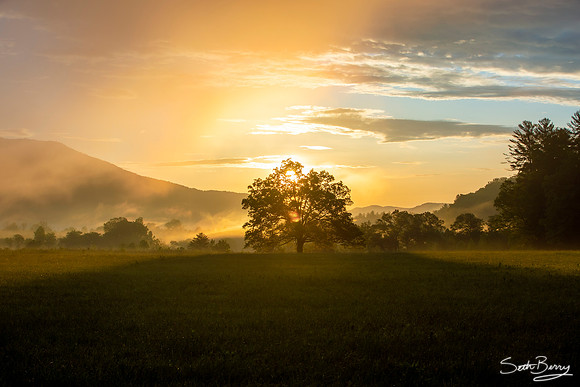 Morning Glory