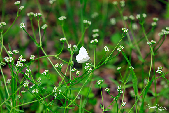 White Butterfly