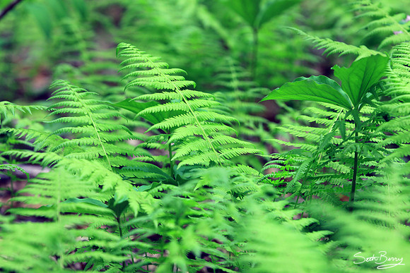Ferns