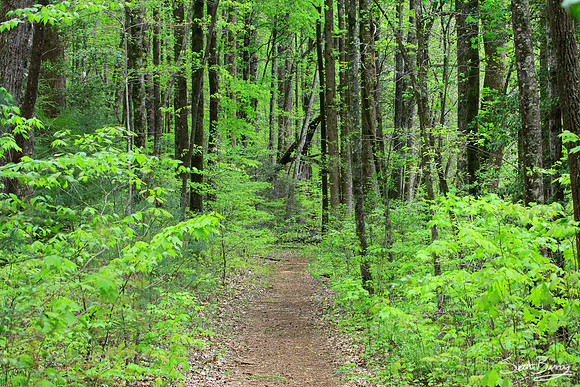 Lee Falls Trail