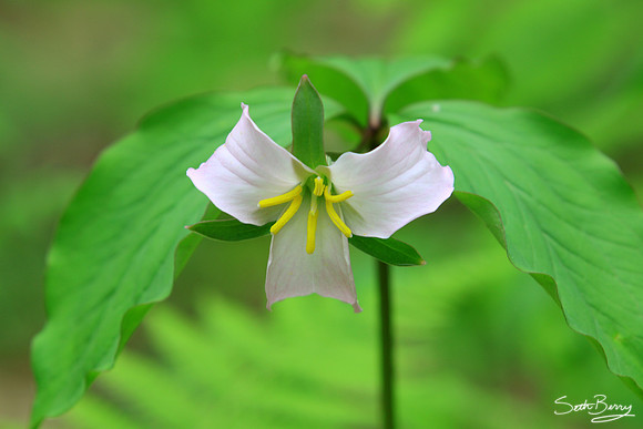 White Trillium