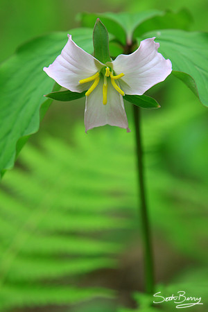 White Trillium